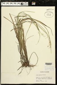 Carex debilis var. debilis image