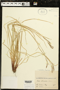 Carex debilis var. debilis image