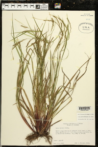 Carex debilis var. debilis image