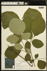 Styrax grandifolius image