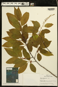 Prunus alabamensis image