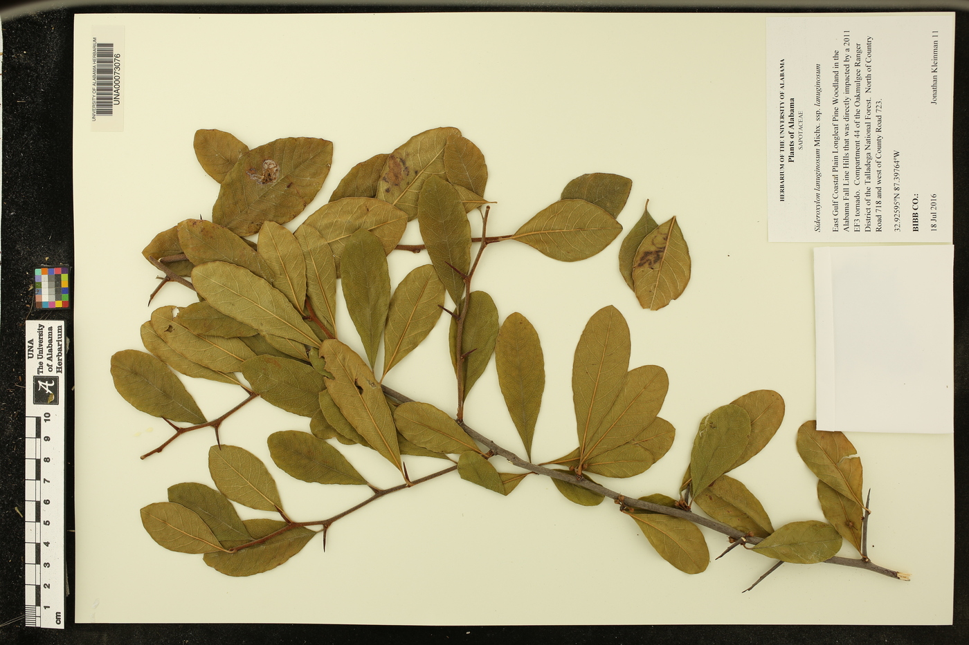 Sideroxylon lanuginosum subsp. lanuginosum image