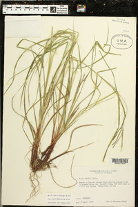 Carex debilis var. debilis image