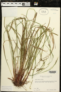 Carex debilis var. debilis image