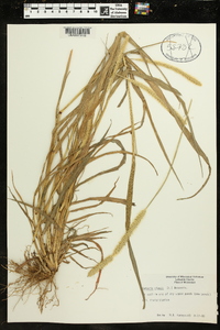 Pennisetum glaucum image