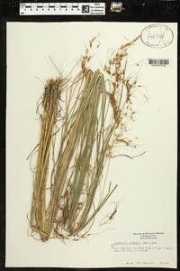 Sorghastrum elliottii image