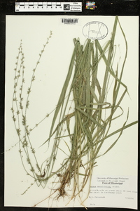 Uniola sessiliflora image