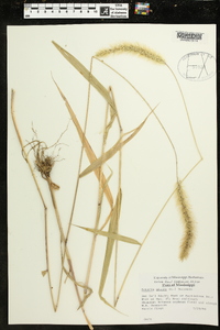 Pennisetum glaucum image