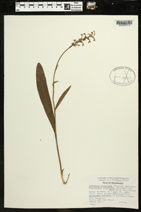 Platanthera clavellata image