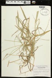 Urochloa platyphylla image