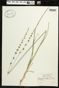 Uniola sessiliflora image