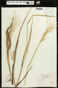 Dichanthelium scribnerianum image