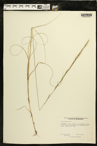 Aristida purpurascens image