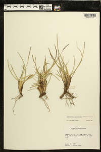 Eremochloa ophiuroides image