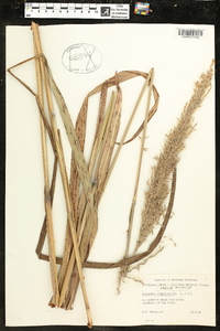 Saccharum alopecuroides image