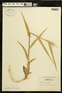 Panicum polyanthes image