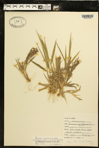 Panicum commonsianum image