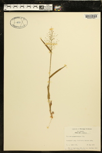 Panicum sphaerocarpon image