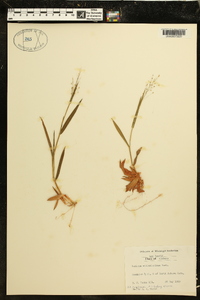 Panicum villosissimum image