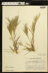 Panicum malacon image