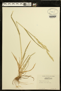 Bromus catharticus image