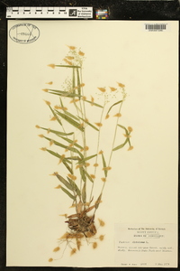 Panicum dichotomum image