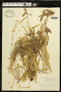 Panicum polyanthes image