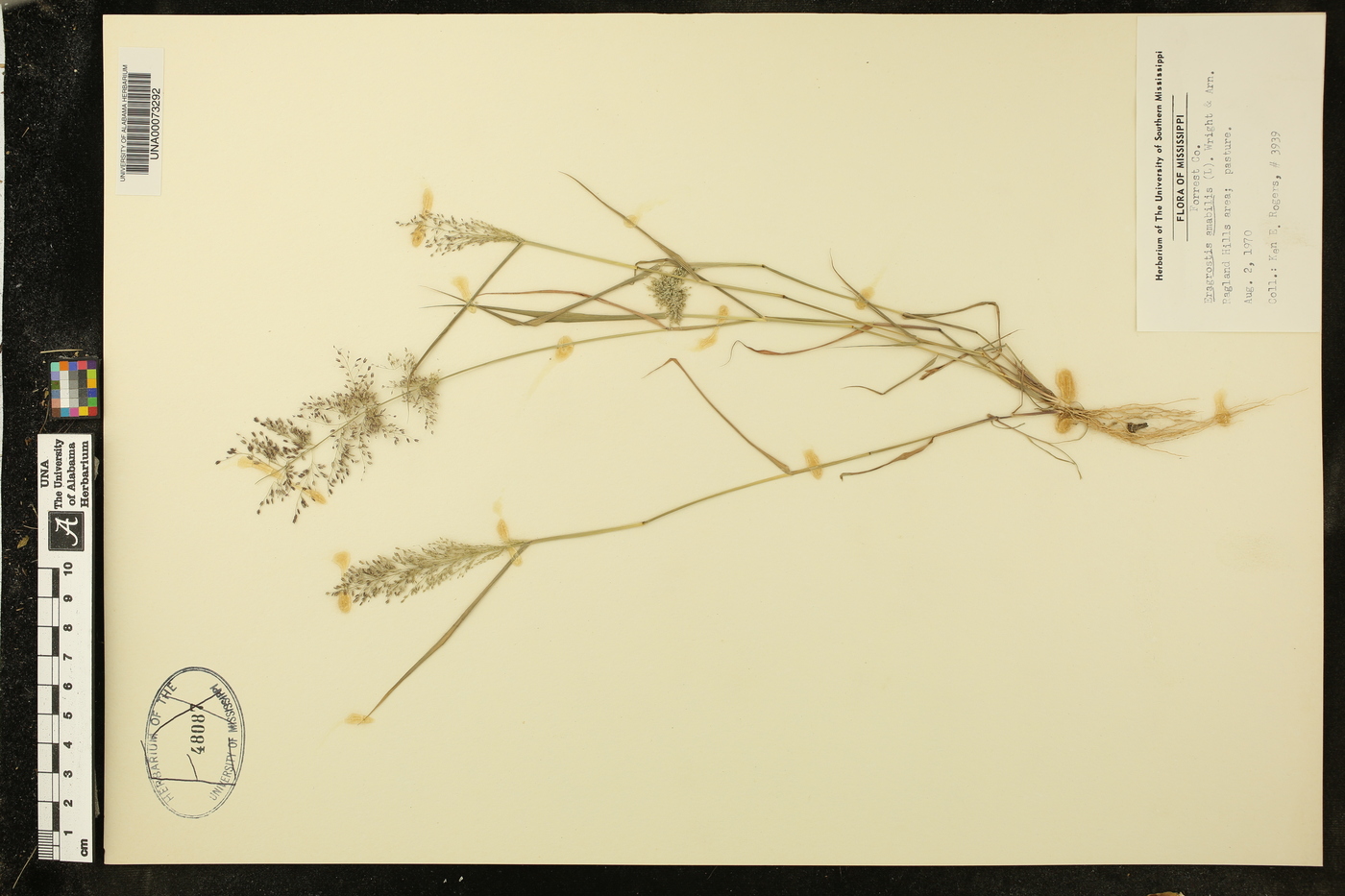 Eragrostis amabilis image