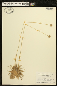 Eriocaulon compressum image