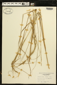 Aristida affinis image