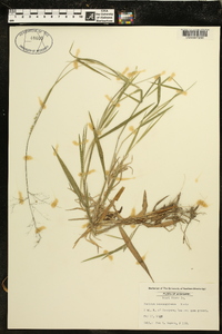 Panicum consanguineum image