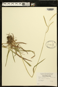 Paspalum dilatatum image