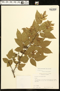 Carpinus caroliniana subsp. caroliniana image