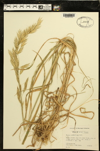 Bromus catharticus image