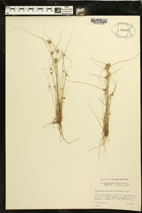 Cyperus neotropicalis image