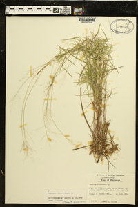 Panicum dichotomum image