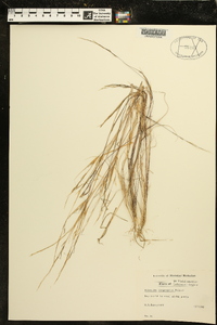 Aristida longespica image