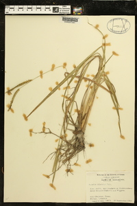 Paspalum dilatatum image