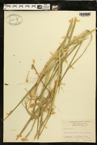 Panicum repens image