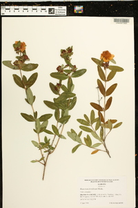 Hypericum frondosum image