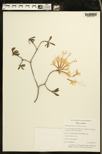Rhododendron canescens image