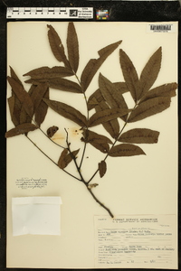 Carya aquatica image
