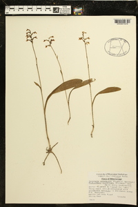 Platanthera clavellata image