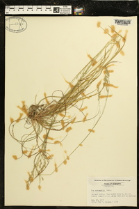 Poa autumnalis image