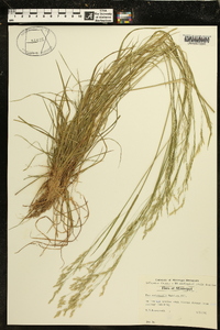 Poa autumnalis image