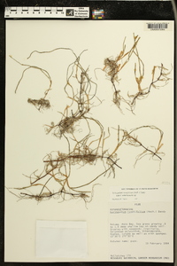 Syringodium isoetifolium image