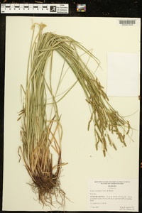 Carex oxylepis image