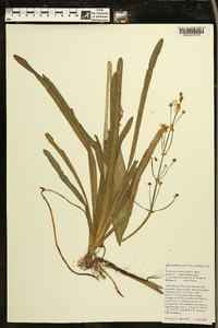 Sagittaria graminea image