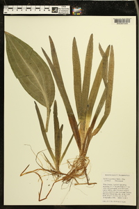 Sagittaria graminea subsp. graminea image