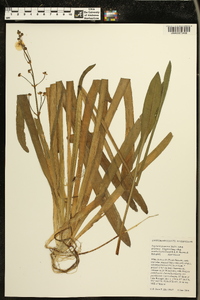 Sagittaria graminea image